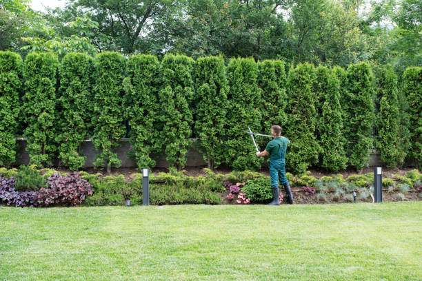 Lawn Maintenance Plans in Thomasville, NC