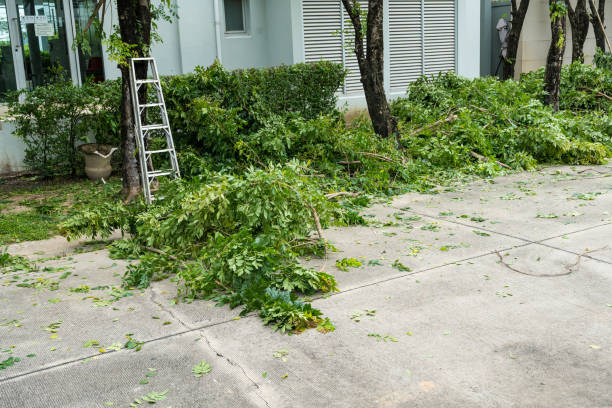 Best Palm Tree Trimming  in Thomasville, NC