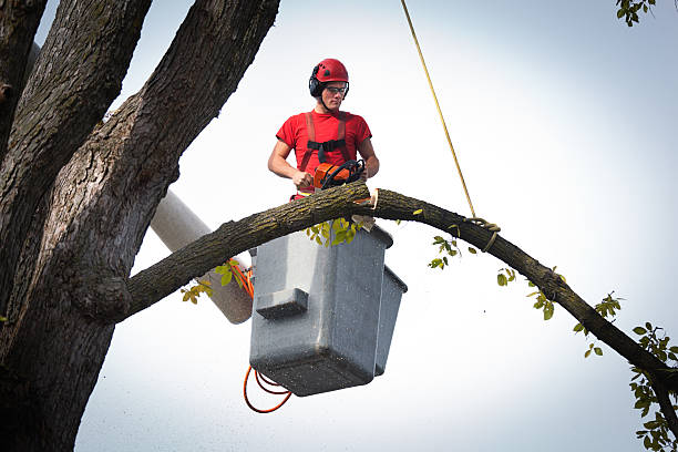 Best Fruit Tree Pruning  in Thomasville, NC